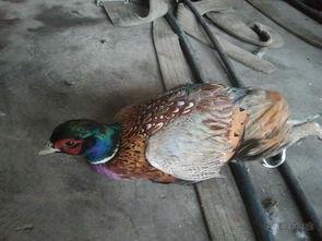 野鸡孵蛋视频,真实与想象的碰撞