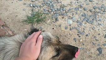 大狗配小狗视频,大狗与小狗的欢乐互动瞬间