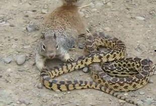 鼠斗蛇视频,鼠斗蛇生死较量
