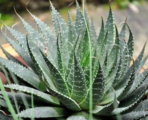 生吃芦荟视频,揭秘生吃芦荟的独特风味