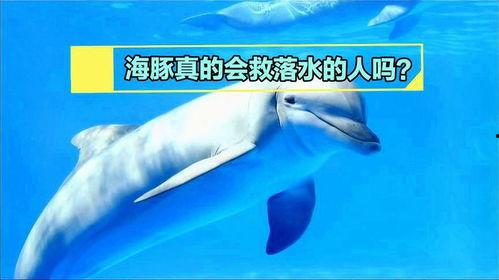 海豚救人视频,海洋生物的温暖瞬间