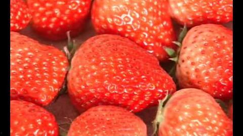 成人草莓视频下载,揭秘成人草莓视频下载全攻略