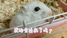 仓鼠吃仓鼠视频,揭秘仓鼠吃仓鼠的奥秘