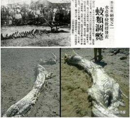 坠龙视频,探寻古老传说的现代证据